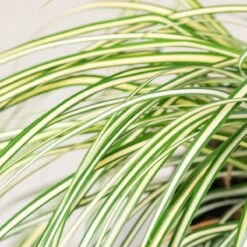 Carex Oshimensis ‘Evergold’ 9 Carex Oshimensis ‘Evergold’ -Plant Discount Store 3859