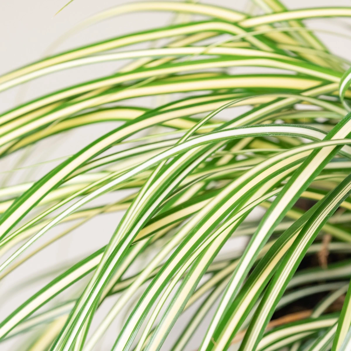 Carex Oshimensis ‘Evergold’ 5 Carex Oshimensis ‘Evergold’ - Image 5