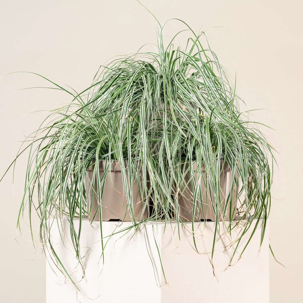 Carex Oshimensis ‘Everest’ 1 Carex Oshimensis ‘Everest’