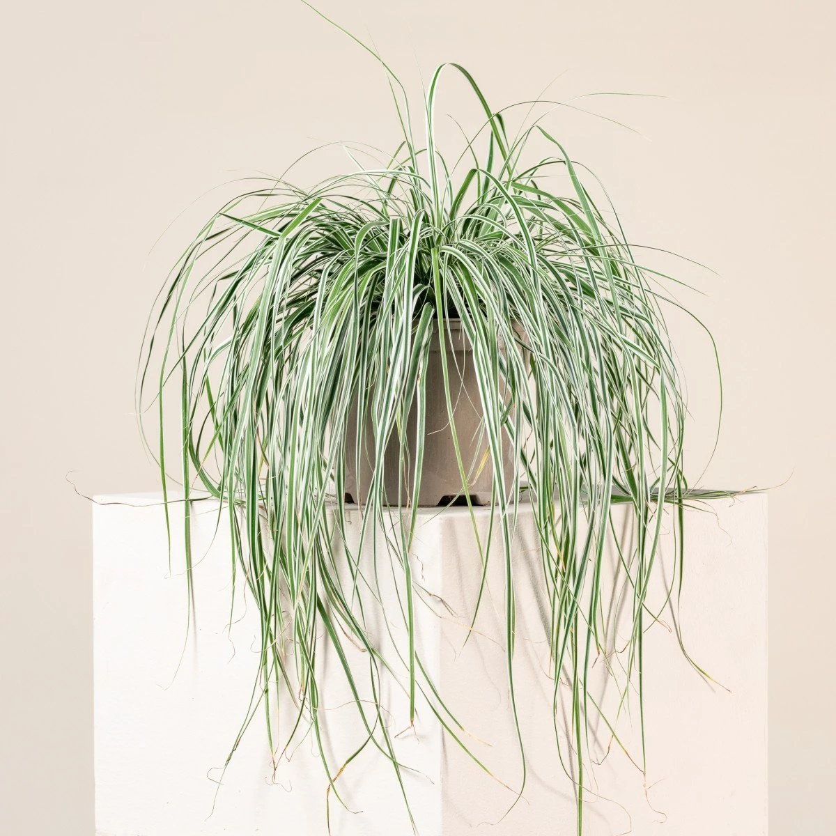Carex Oshimensis ‘Everest’ 2 Carex Oshimensis ‘Everest’ - Image 2