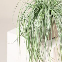 Carex Oshimensis ‘Everest’ 6 Carex Oshimensis ‘Everest’ -Plant Discount Store 3863 1