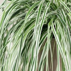 Carex Oshimensis ‘Everest’ 7 Carex Oshimensis ‘Everest’ -Plant Discount Store 3864 1