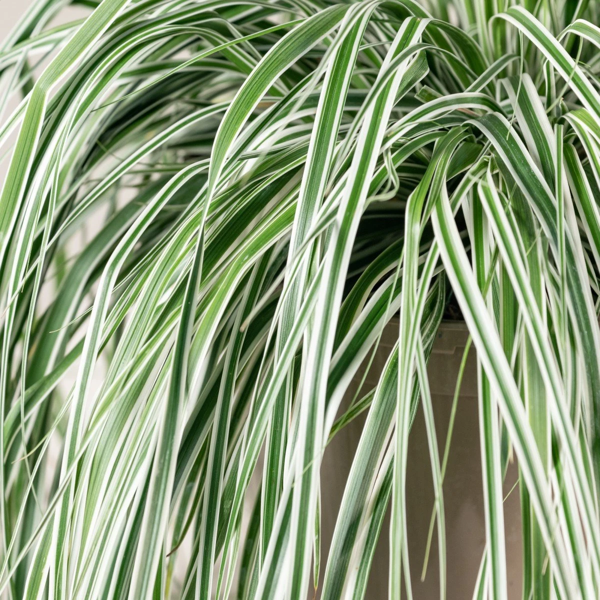 Carex Oshimensis ‘Everest’ 4 Carex Oshimensis ‘Everest’ - Image 4