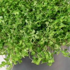 Soleirolia Soleirolii -Plant Discount Store 3883