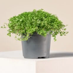 Soleirolia Soleirolii -Plant Discount Store 3884