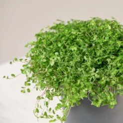 Soleirolia Soleirolii -Plant Discount Store 3885