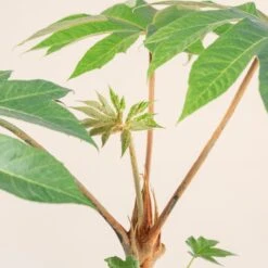 Tetrapanax Papyrifer 26 Tetrapanax Papyrifer -Plant Discount Store 3896