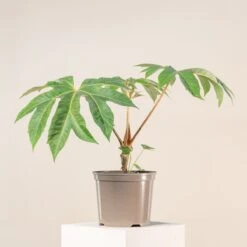 Tetrapanax Papyrifer 27 Tetrapanax Papyrifer -Plant Discount Store 3897