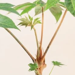 Tetrapanax Papyrifer 28 Tetrapanax Papyrifer -Plant Discount Store 3898