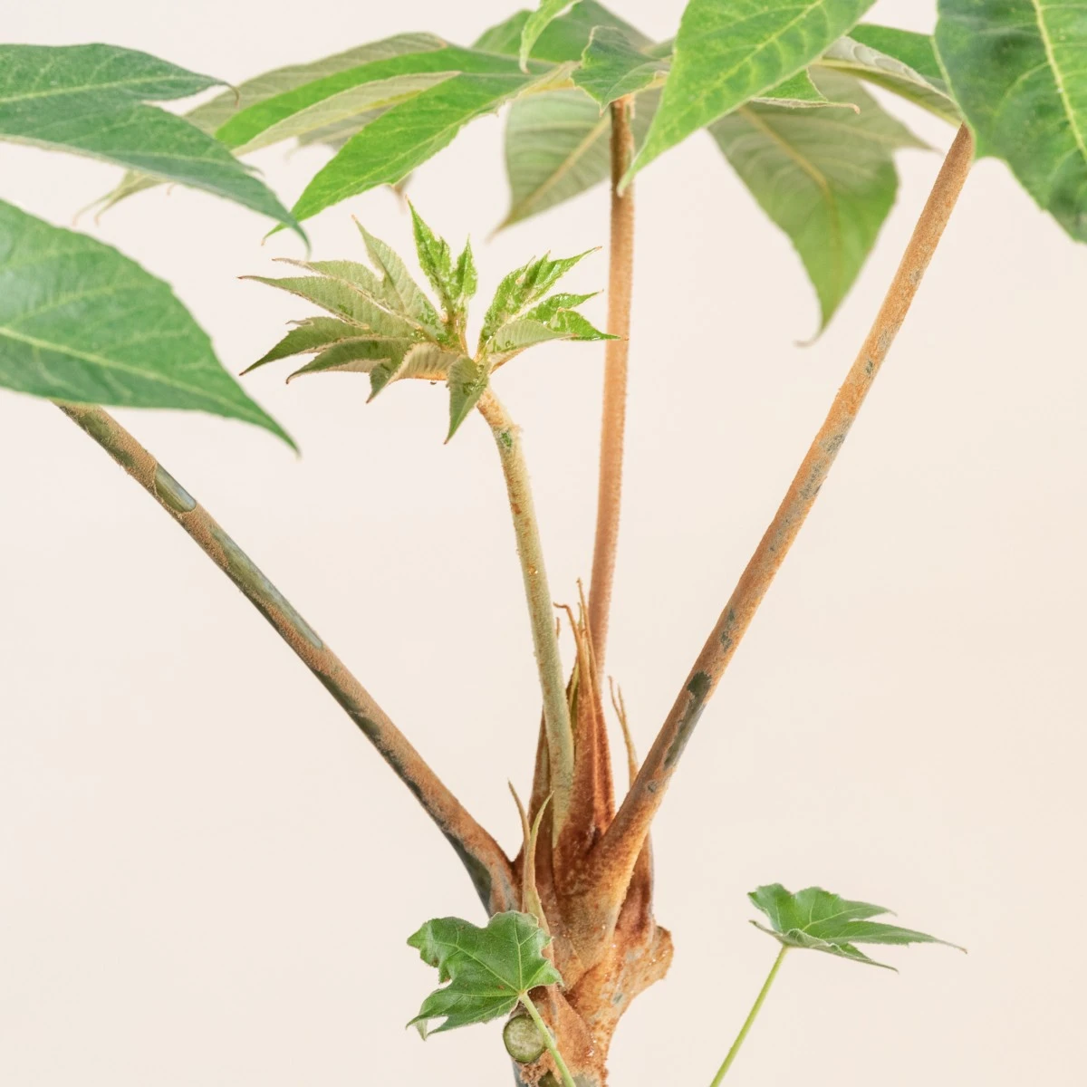 Tetrapanax Papyrifer 13 Tetrapanax Papyrifer - Image 13