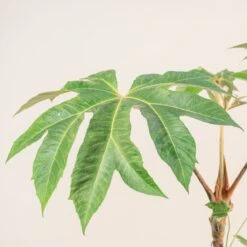 Tetrapanax Papyrifer 29 Tetrapanax Papyrifer -Plant Discount Store 3899