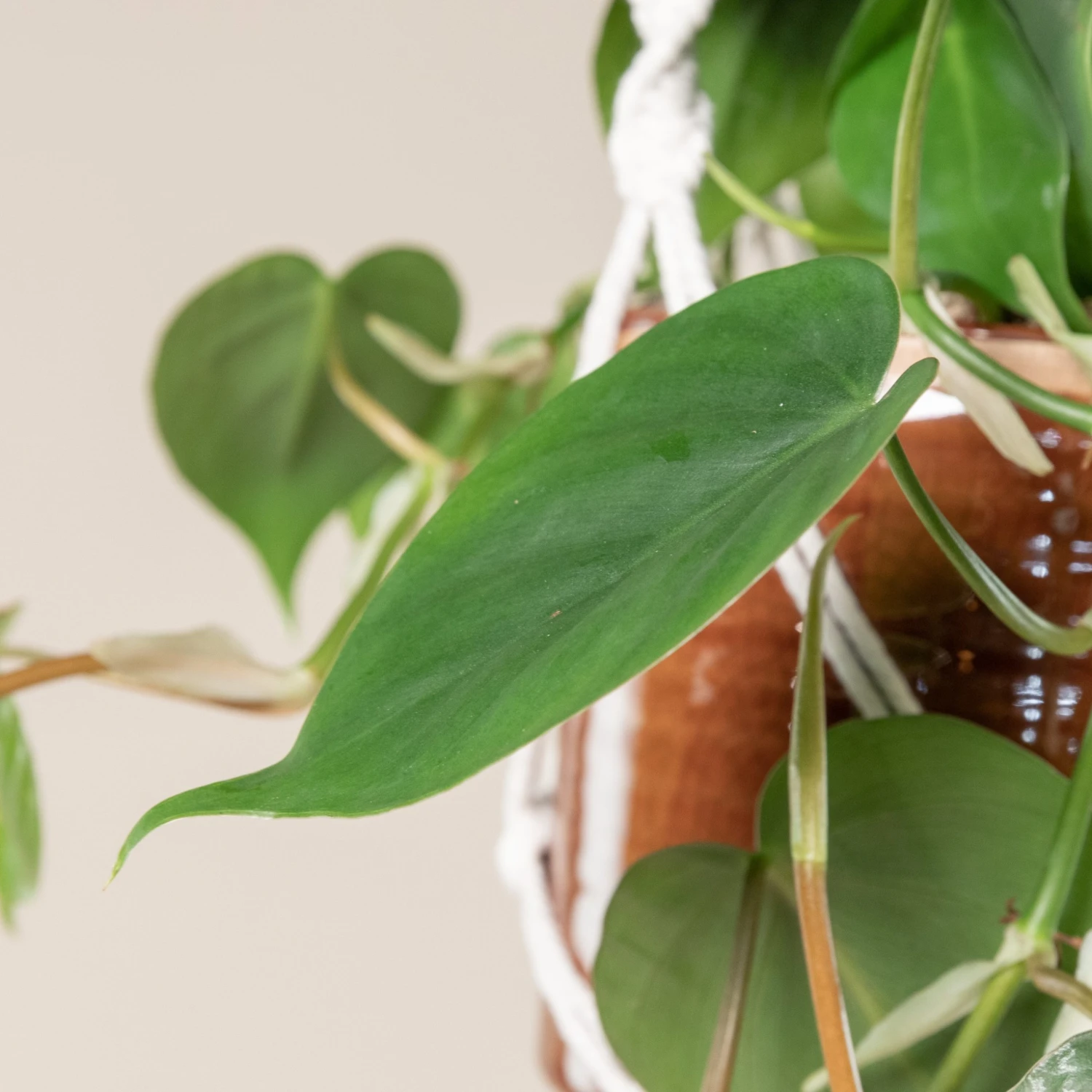 Philodendron Scandens 4 Philodendron Scandens - Image 4