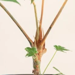 Tetrapanax Papyrifer 30 Tetrapanax Papyrifer -Plant Discount Store 3900