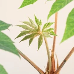 Tetrapanax Papyrifer 31 Tetrapanax Papyrifer -Plant Discount Store 3901