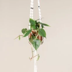 Philodendron Scandens 9 Philodendron Scandens -Plant Discount Store 391 scaled 1