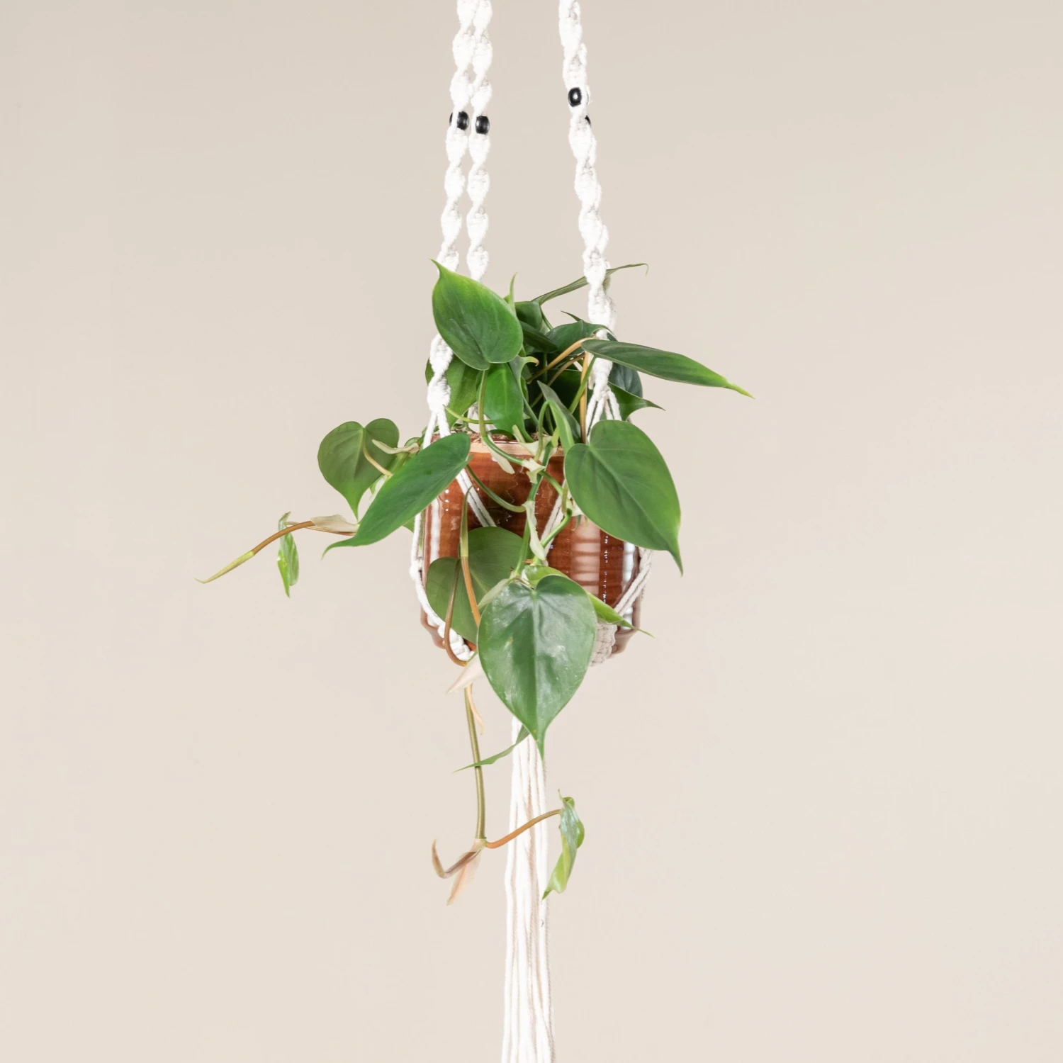 Philodendron Scandens 5 Philodendron Scandens - Image 5