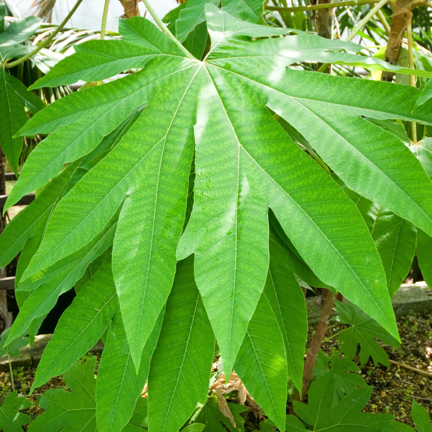 Tetrapanax Papyrifer 8 Tetrapanax Papyrifer - Image 8