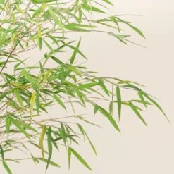 Fargesia Angustissima -Plant Discount Store 4 scaled 1