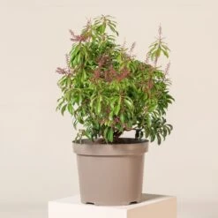 Pieris Japonica āPassionā