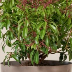 Pieris Japonica ‘Passion’ -Plant Discount Store 4085