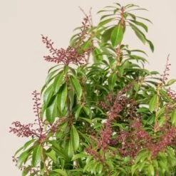 Pieris Japonica ‘Passion’ -Plant Discount Store 4086