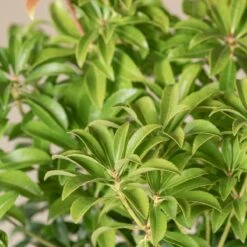 Pieris Japonica ‘Bonfire’ -Plant Discount Store 4115