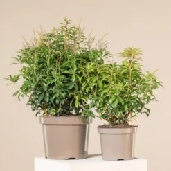 Pieris Japonica āBonfireā