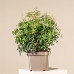 Pieris Japonica ‘Bonfire’ -Plant Discount Store 4118