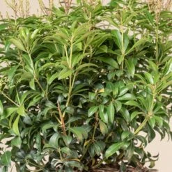 Pieris Japonica ‘Bonfire’ -Plant Discount Store 4119