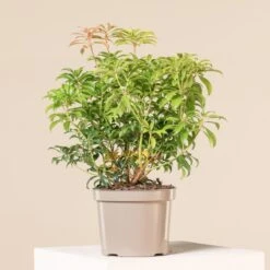 Pieris Japonica ‘Bonfire’ -Plant Discount Store 4120