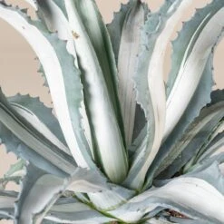 Agave Americana ‘Mediopicta Alba’ -Plant Discount Store 4129