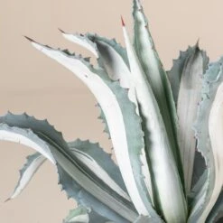 Agave Americana ‘Mediopicta Alba’ -Plant Discount Store 4130