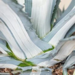 Agave Americana ‘Mediopicta Alba’ -Plant Discount Store 4131