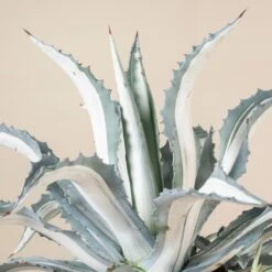 Agave Americana ‘Mediopicta Alba’ -Plant Discount Store 4132