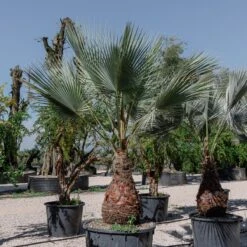 Brahea Armata -Plant Discount Store 4140