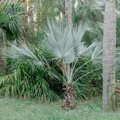 Brahea Armata -Plant Discount Store 4143