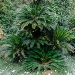 Cycas Revoluta 24 Cycas Revoluta -Plant Discount Store 4170