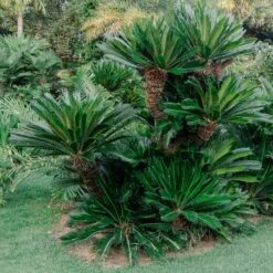 Cycas Revoluta 26 Cycas Revoluta -Plant Discount Store 4172