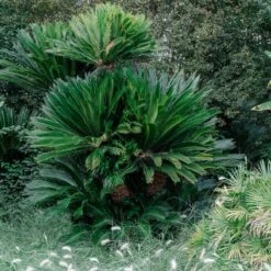 Cycas Revoluta 27 Cycas Revoluta -Plant Discount Store 4173