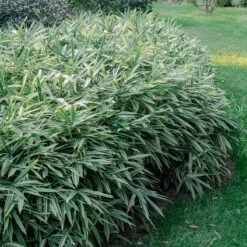 Plant Discount Store -Plant Discount Store 4178