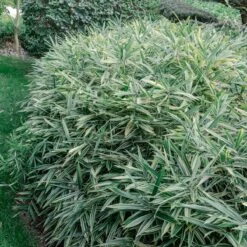 Pleioblastus Fortunei ‘Variegata’