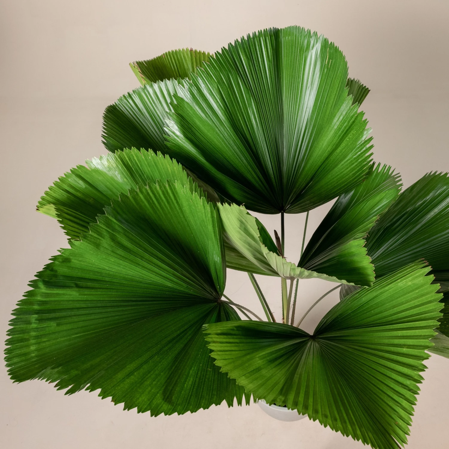 Licuala Grandis 2 Licuala Grandis - Image 2