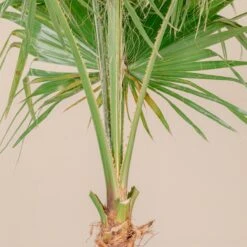 Washingtonia Robusta 9 Washingtonia Robusta -Plant Discount Store 4267