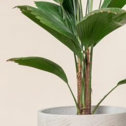 Licuala Grandis 20 Licuala Grandis -Plant Discount Store 427 scaled 1