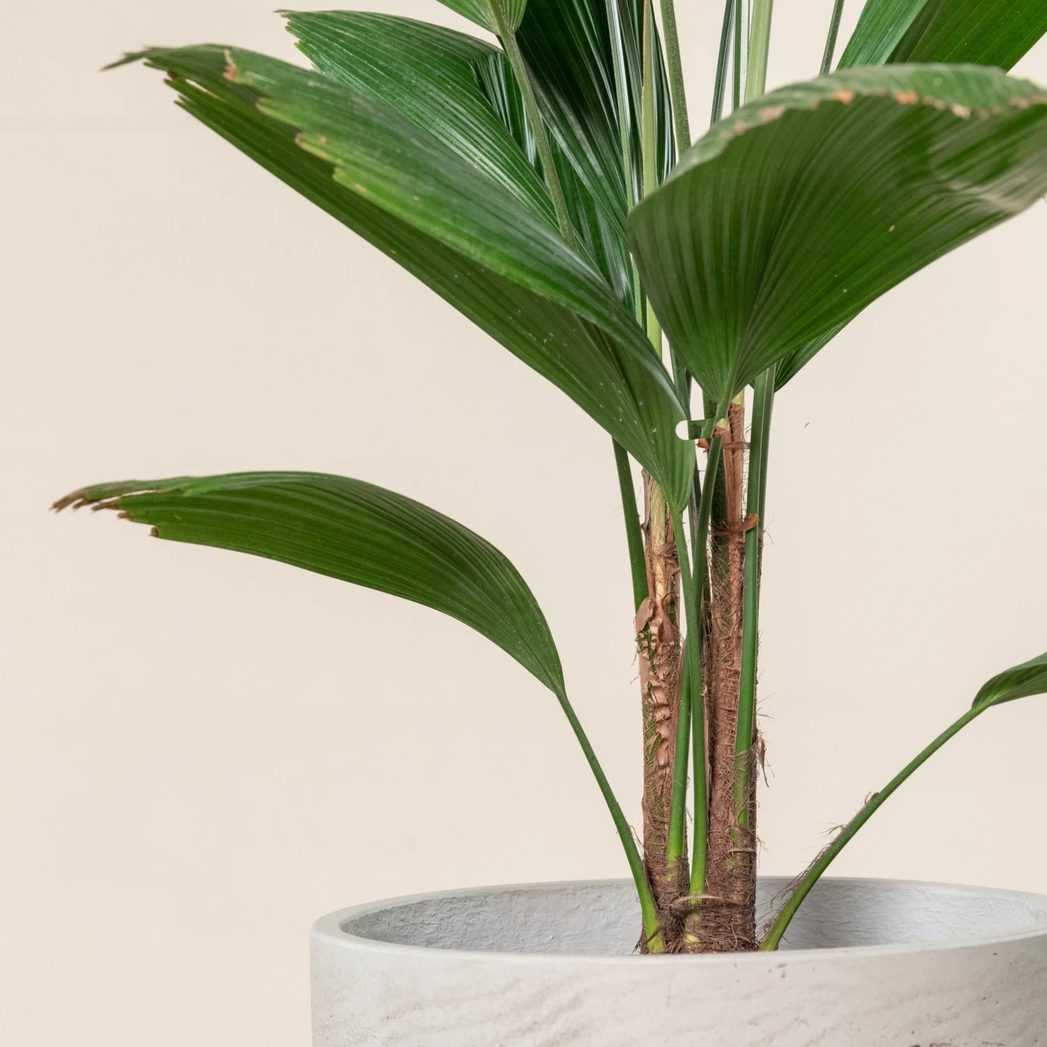 Licuala Grandis 10 Licuala Grandis - Image 10