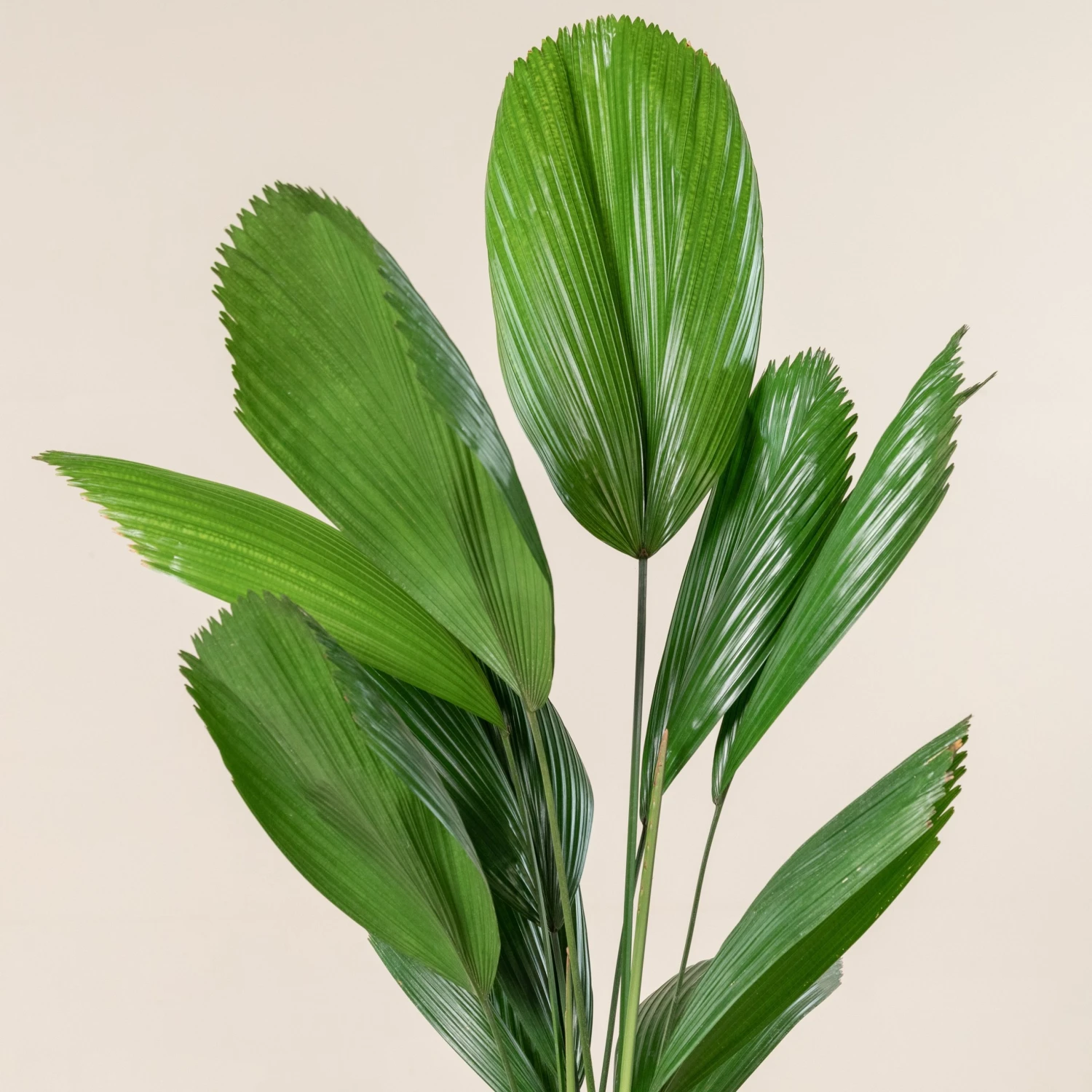 Licuala Grandis 6 Licuala Grandis - Image 6