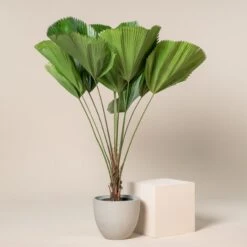 Licuala Grandis 19 Licuala Grandis -Plant Discount Store 429 scaled 1