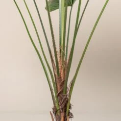 Licuala Grandis 21 Licuala Grandis -Plant Discount Store 431 scaled 1