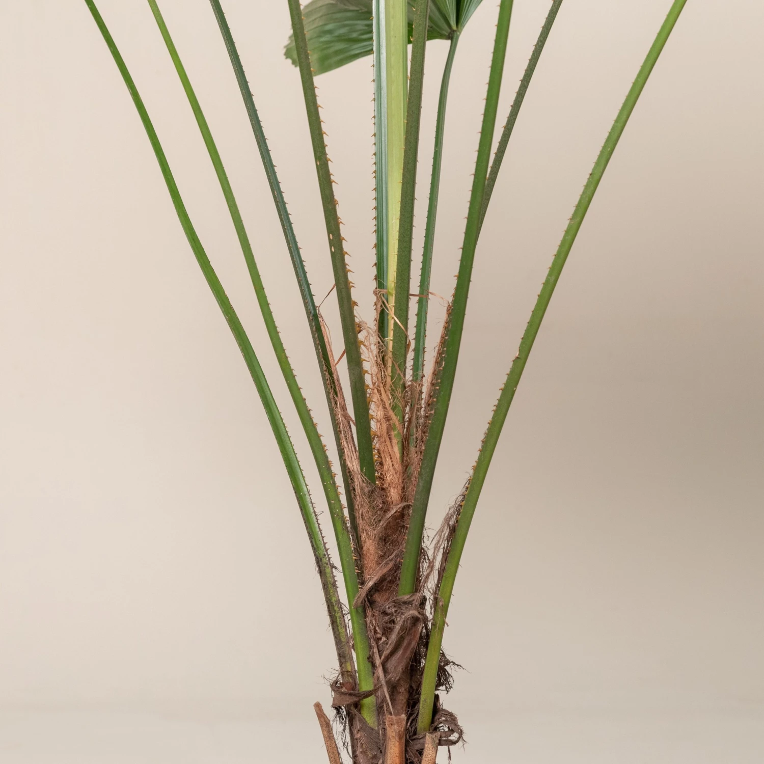 Licuala Grandis 11 Licuala Grandis - Image 11