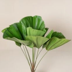 Licuala Grandis 15 Licuala Grandis -Plant Discount Store 433 scaled 1